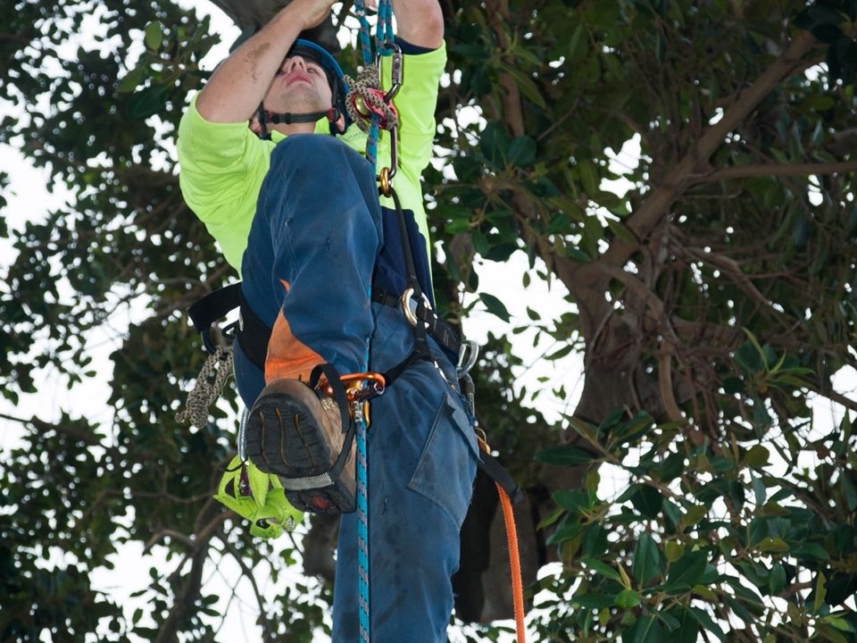 Qualified arborist working in a mature tree during a risk assessment in Bristol
