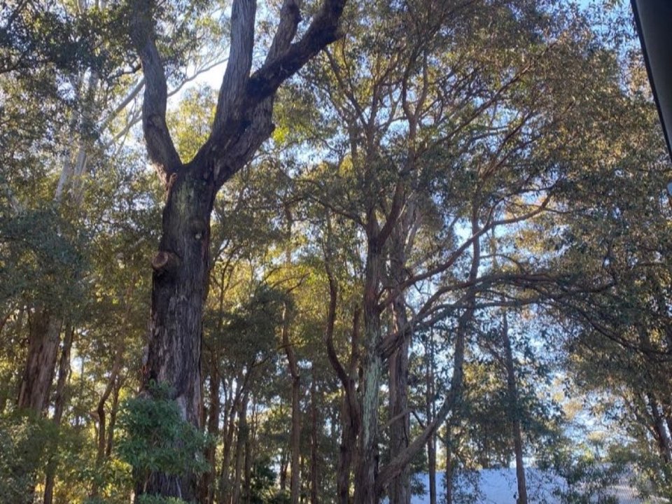 Mature trees in a Bristol parkland setting due for routine re-inspection